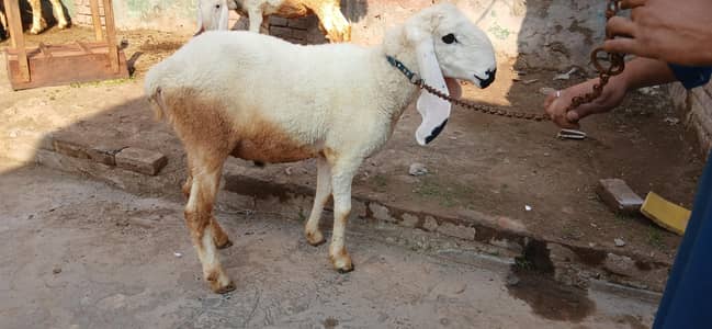 special for qurbani 2026  with hair trimming