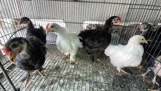 Bantam And Aseel Chicks