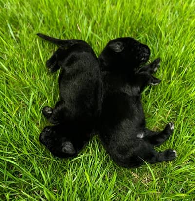 Show line GSD puppies for sale