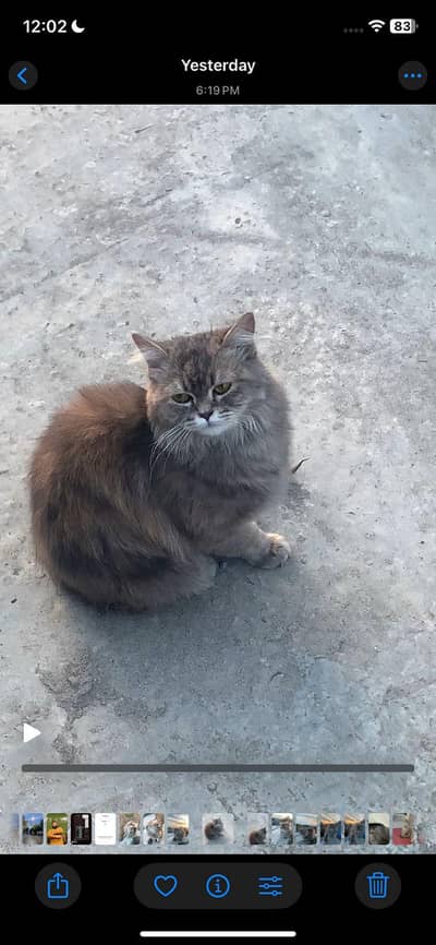 Persian cat gray color