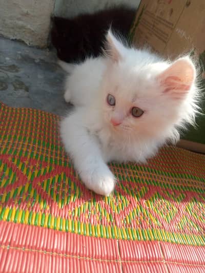 White pershian male kitten