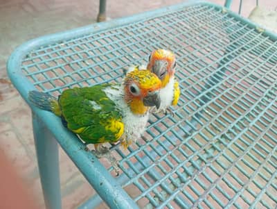 Sun conure and Rosella