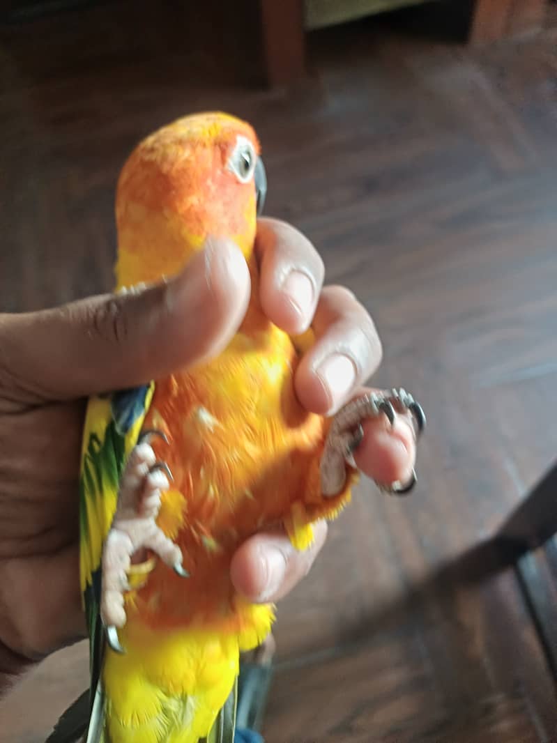 Sun conure 4