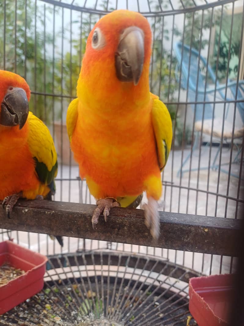 Sun conure 5