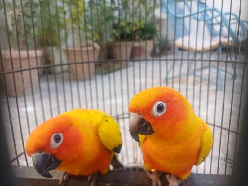 Sun conure 6