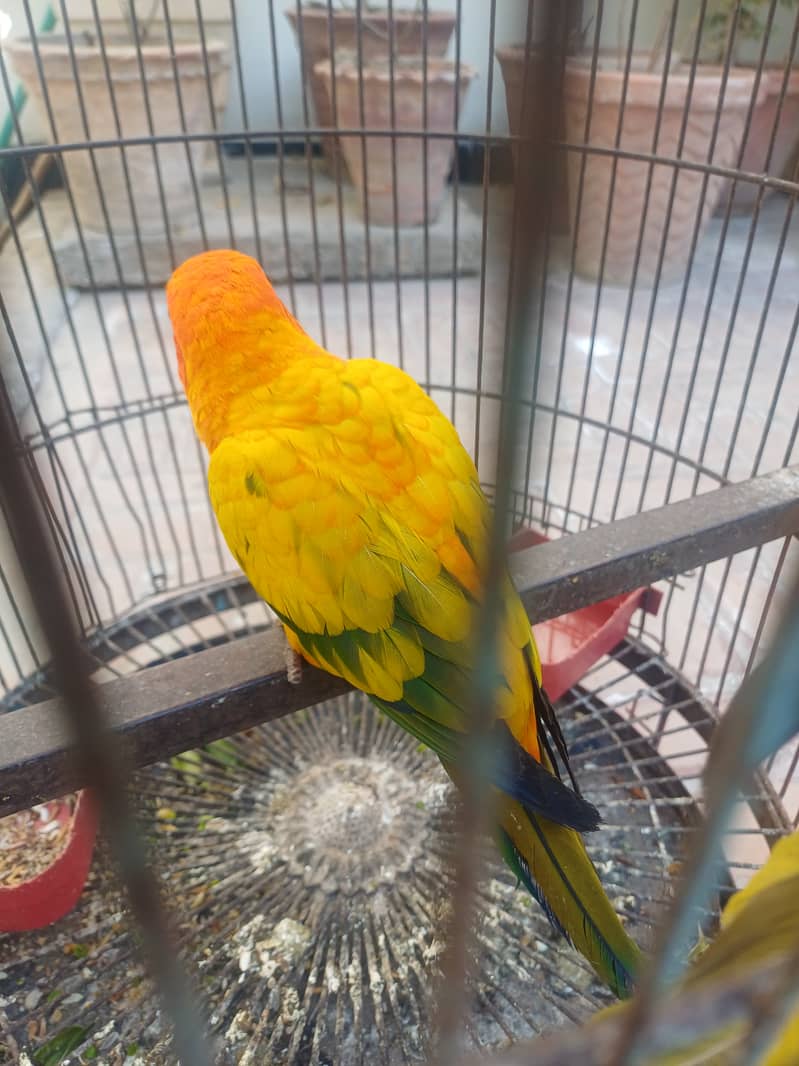 Sun conure 7