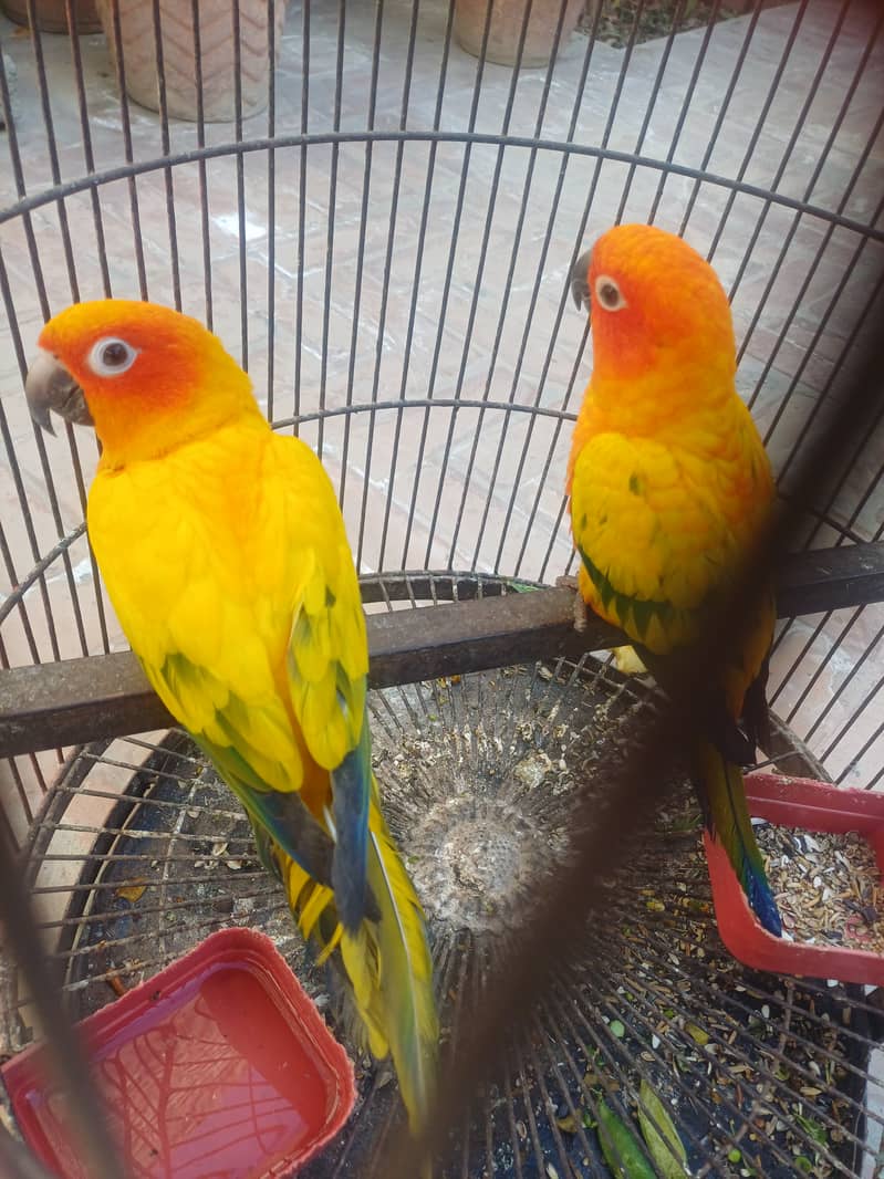 Sun conure 8