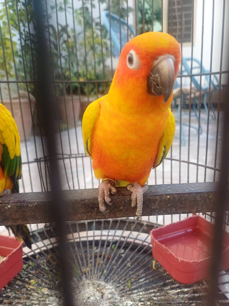 Sun conure 9