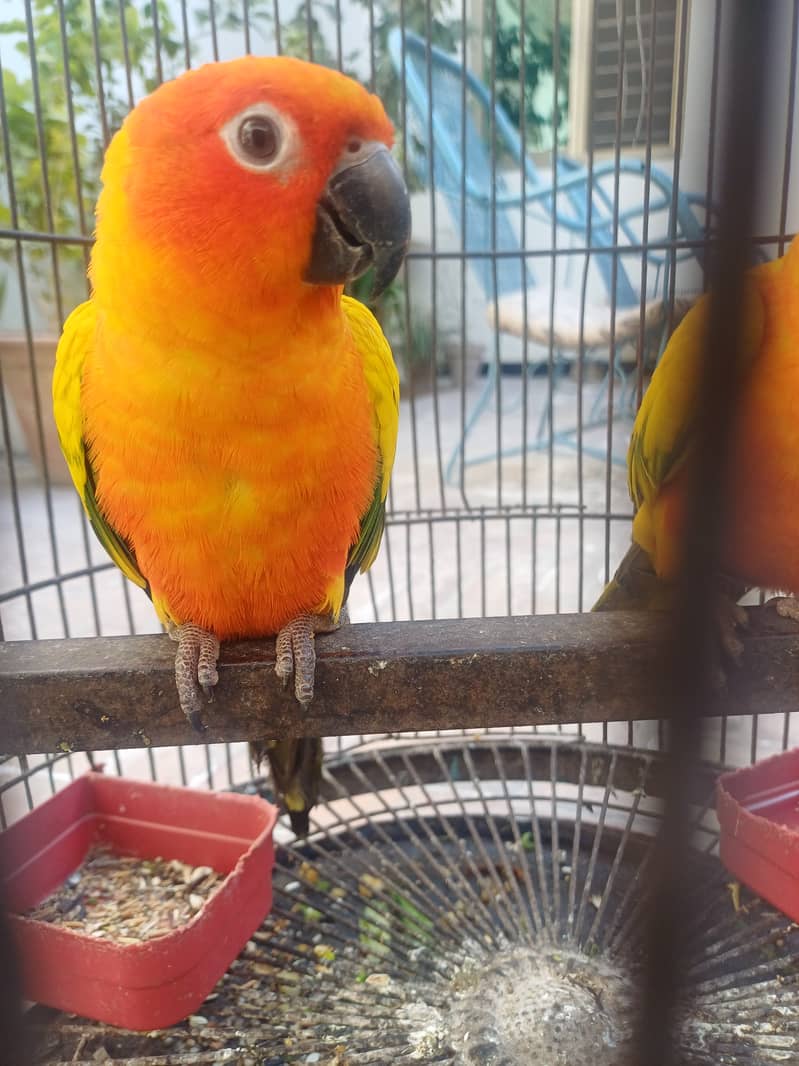 Sun conure 10