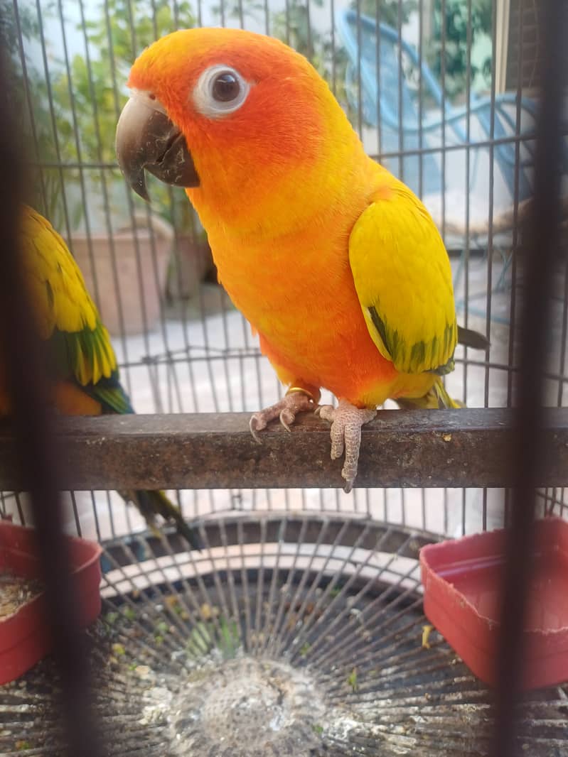 Sun conure 11
