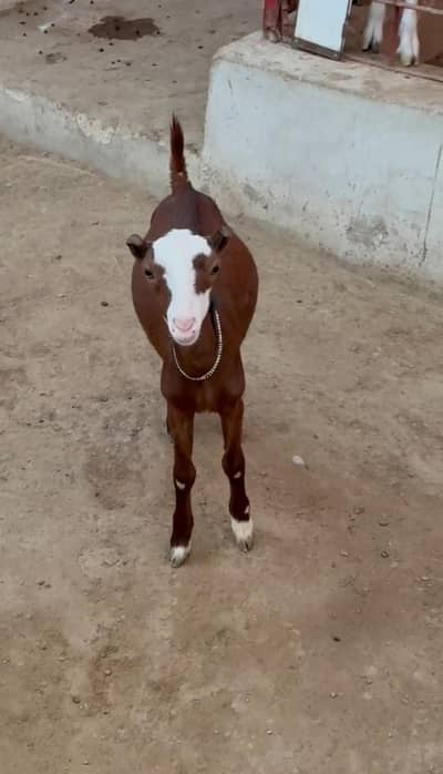 Abluck Tedda ( Male )