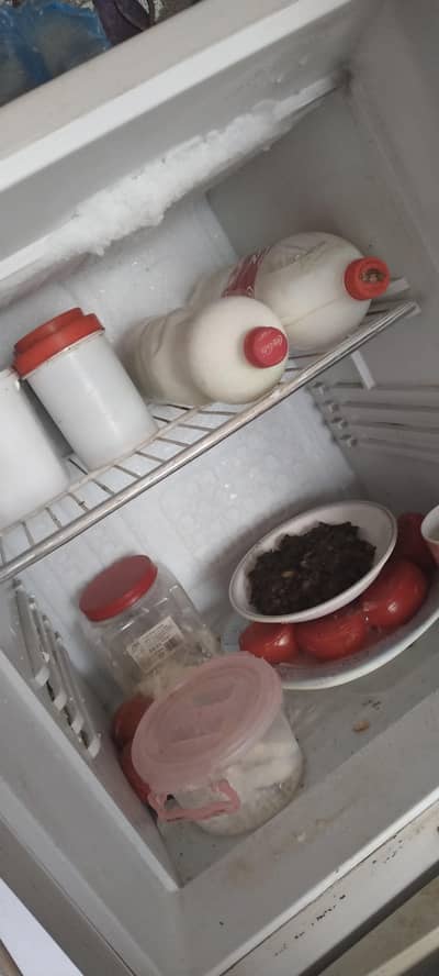 orient fridge medium