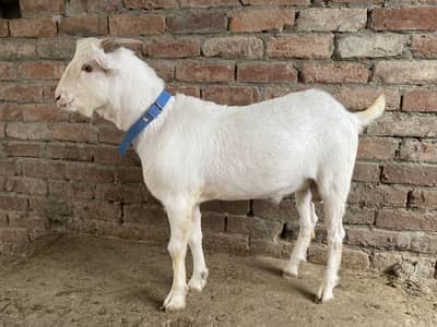 Breader russian teda for sale