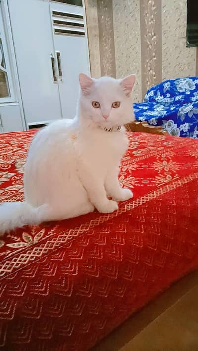 Cute Russian Cat for Sale – Healthy & Active