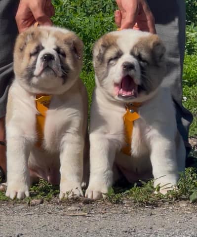 King Alabai pair pure breed security dog 2months for sale