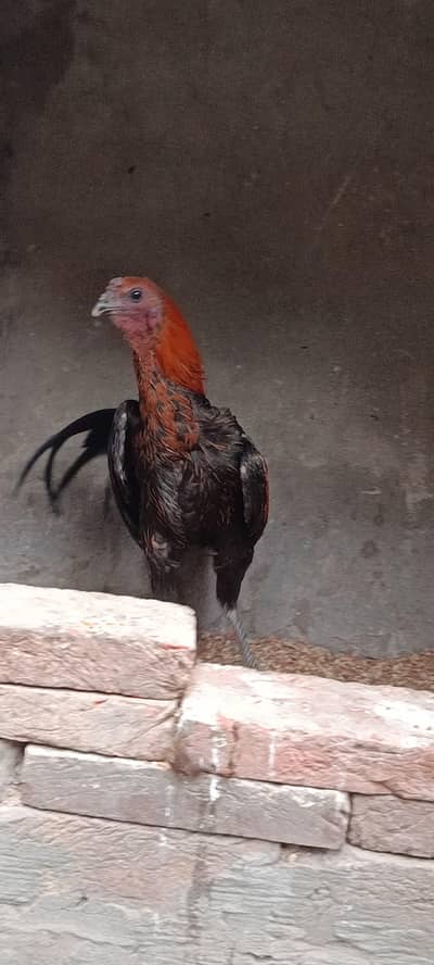 Blue / Black dragon  Aseel