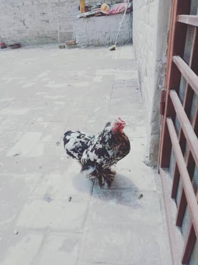 “Heavy Buff  Murgha + Bantam Murgi Pair for Sale
