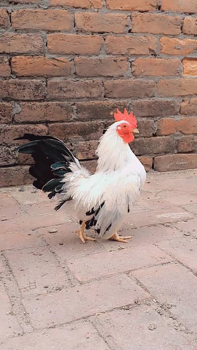 Japanese bantam male black tail English game