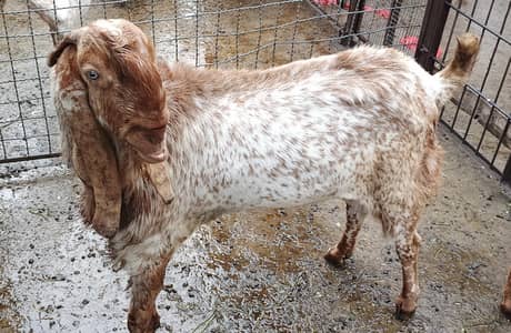 Makhi Cheena (Breeder)