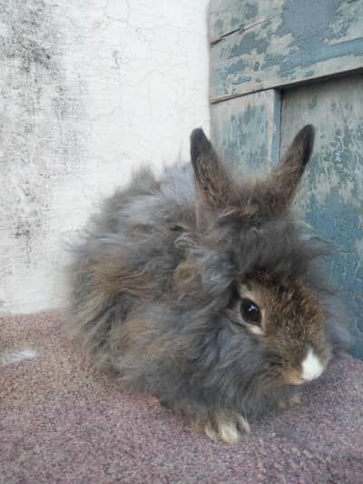 teddy bear male rabbit for sale