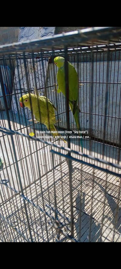 green parot pir for sale