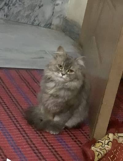 Persian cat smoky gray