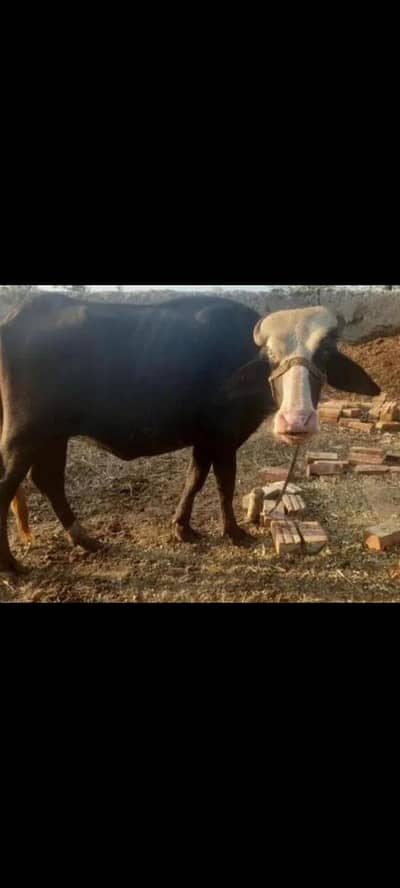 Jhoti, katti, bhens bhains, buffalo 03024003191