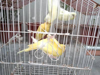 different han har color k han