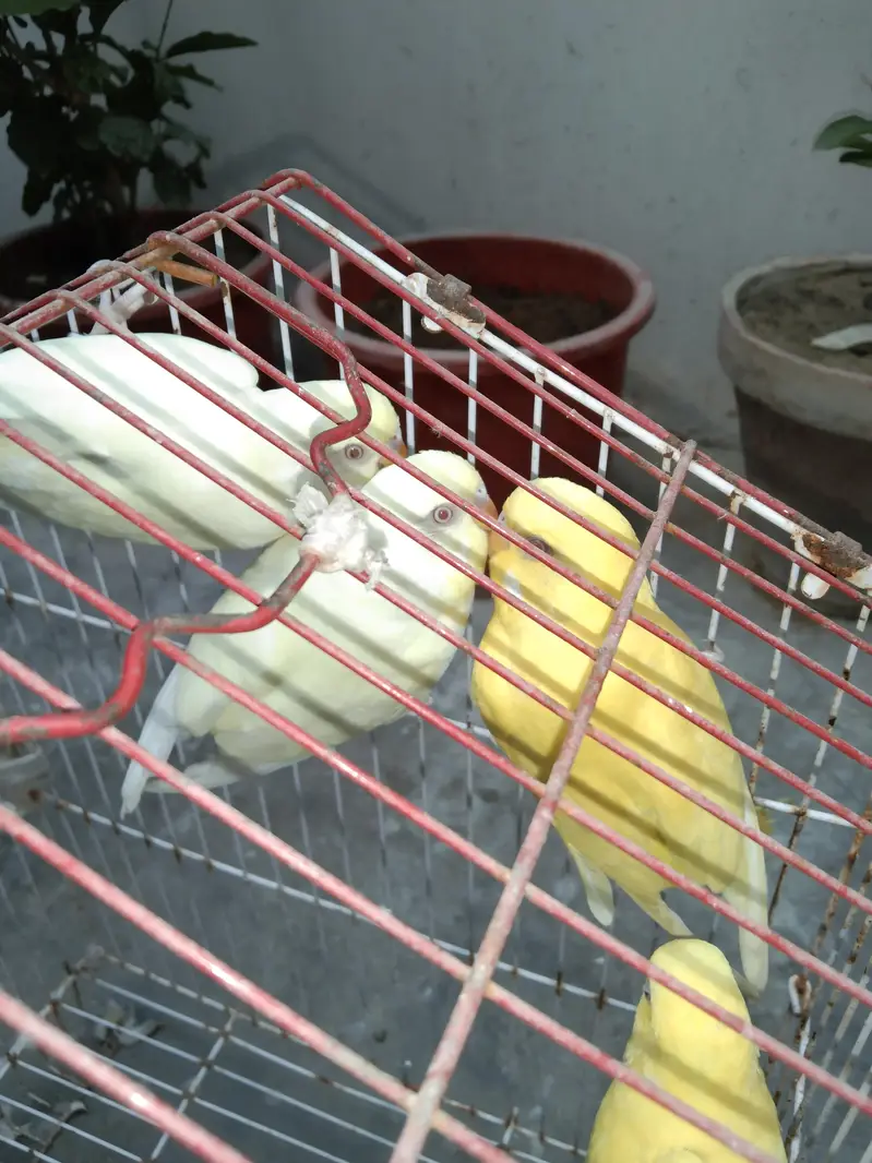 different han har color k han — photo 6