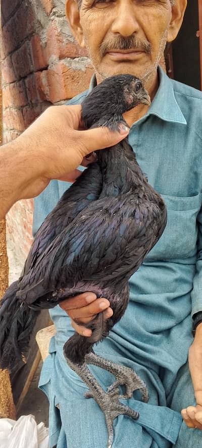 Dragon Pathy pathiyan for sale quality wali chez hai