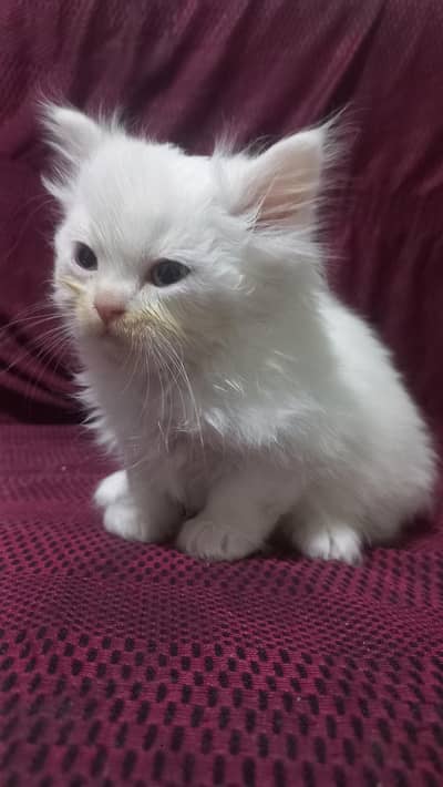 cute persian kitten