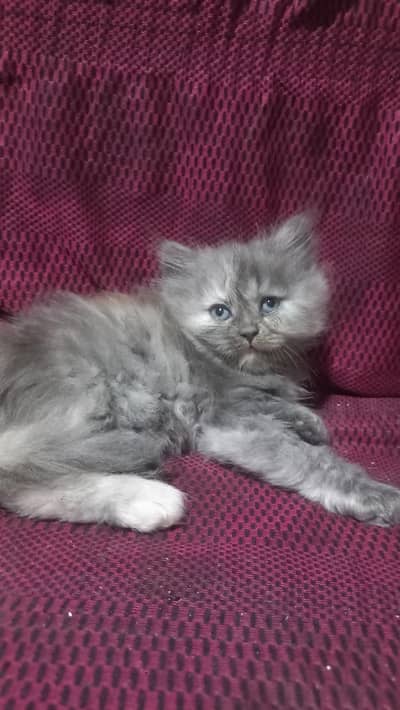 cute persian kitten