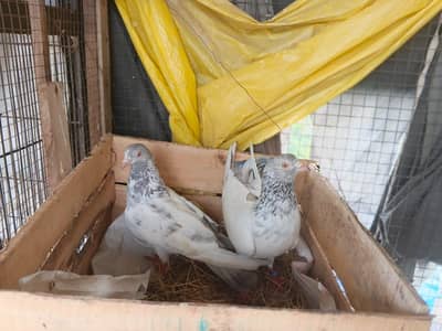 Best high Flyers golden pigeons pair