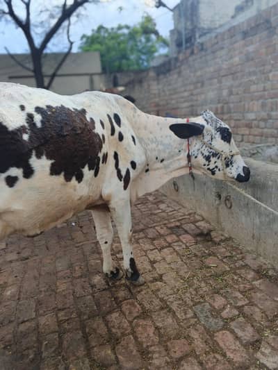 cholostani frision cross cow