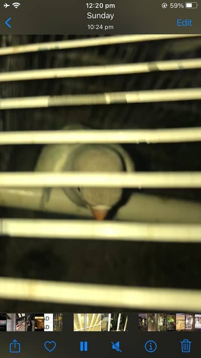 love birds budgies and Pahari male