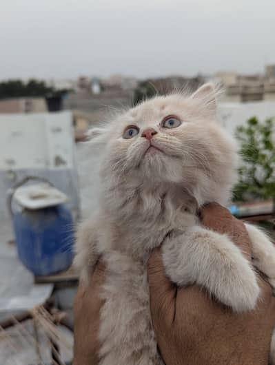 Persian Female Kitten for Sale