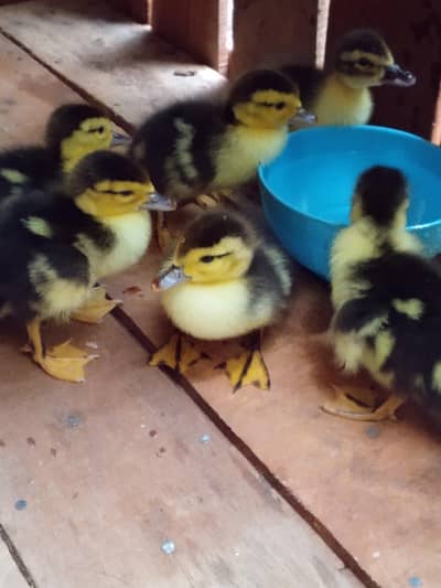 Muscovy Duck ڈے اولڈ چوزہ: