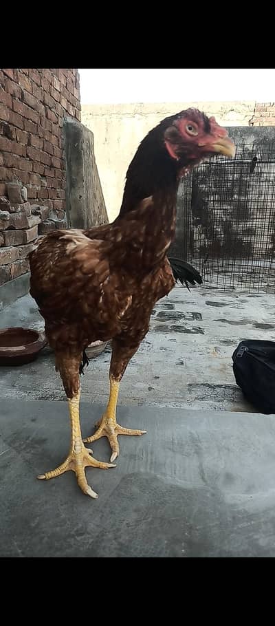 Pure Pakistani bandgaddi madi