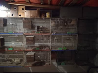 Birds Setup for Sale