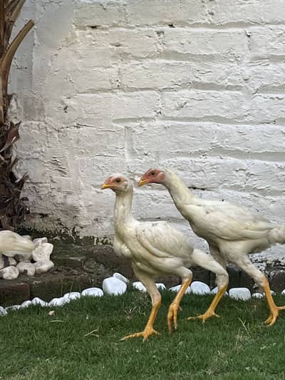 (Pure Pakistani Aseel Old Blood line For Sale )-