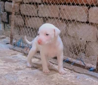 gultair female pink nose pup