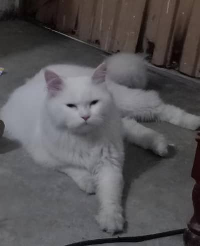Male Persian thick coated Cat(Vaccinated)