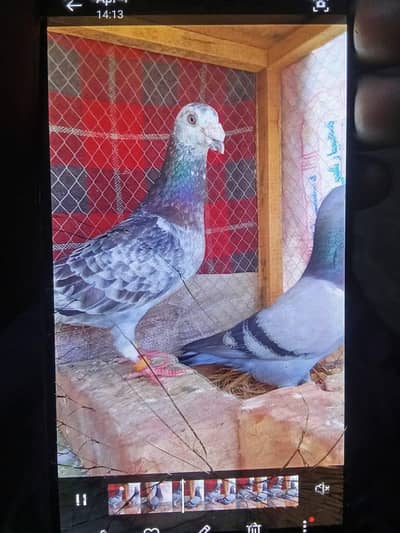 qasid raser pairs contact me 0-3064920629