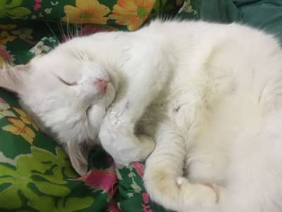 Persian cat pregnant