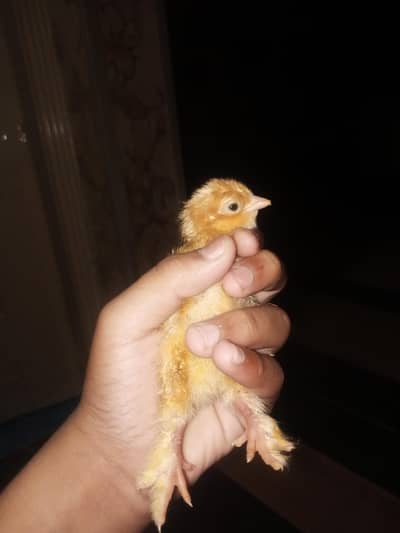 heavy buff chicks pair pic purani he ab 3 din ke hoge he top quality h