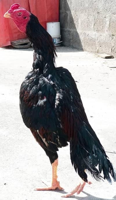 Lakha Mianwali patha for sale