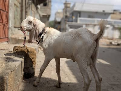 2026 Qurbani k rabta Karen
