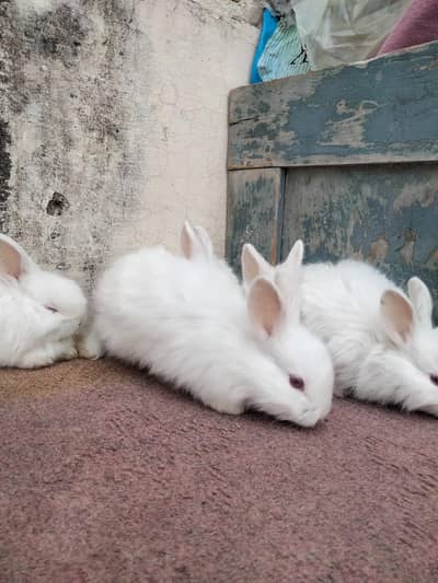 angura bunny for sale healthy and active per piece 1500