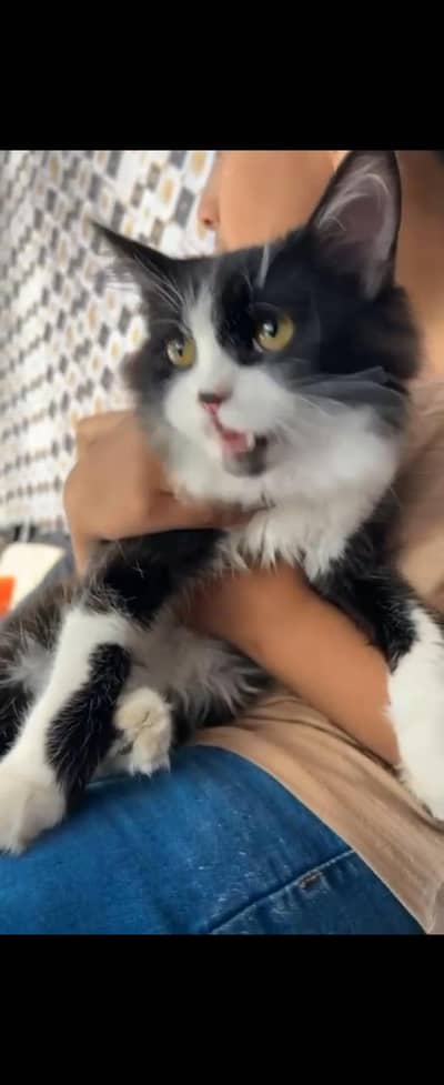 persion cat 4 months very cute don't know vacinated or not healty and