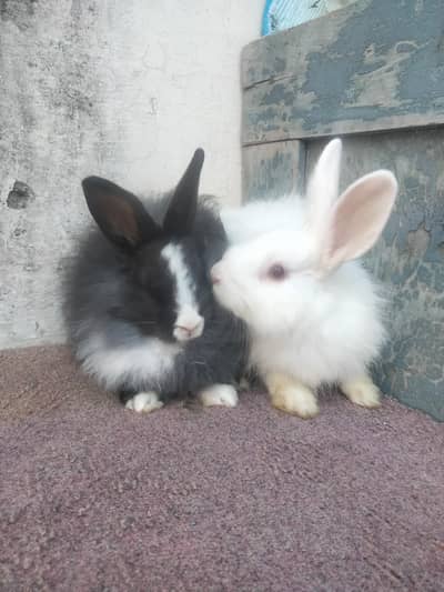 angura pair  rabbits for sale